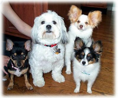 Our Dogs