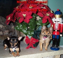 Christmas picture of Kylie and Tequila