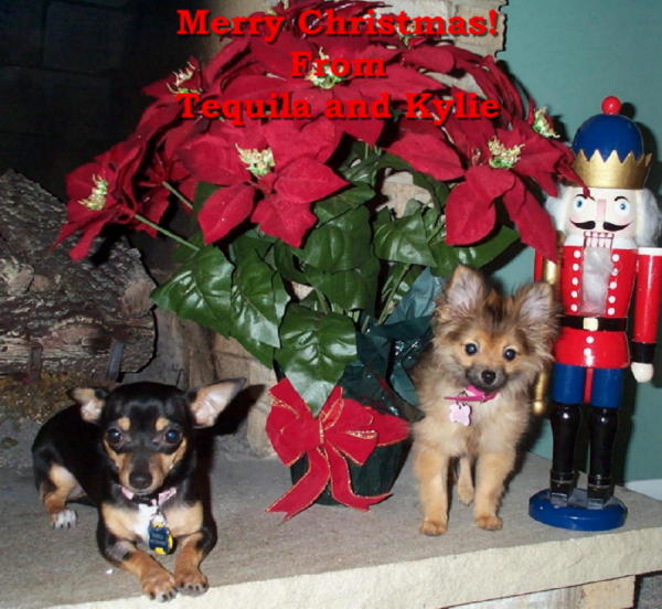 Christmas picture of Kylie and Tequila