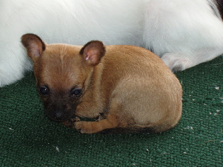 New puppy