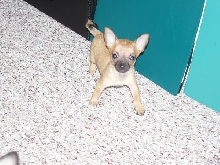 Ginger playing