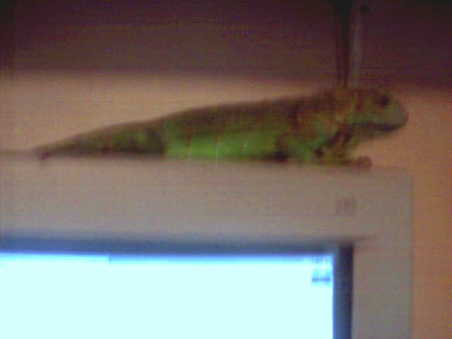 this is louie he is my baby