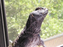 great Mali in the sun! this guy is big