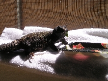 Mali Uromastyx Loves Natural UV!