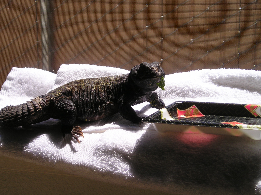 Mali Uromastyx Loves Natural UV!