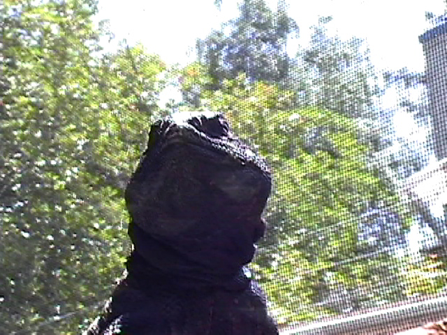 Large Uromastyx in the sun
