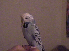 We found this budgie wandering outside in the rain!