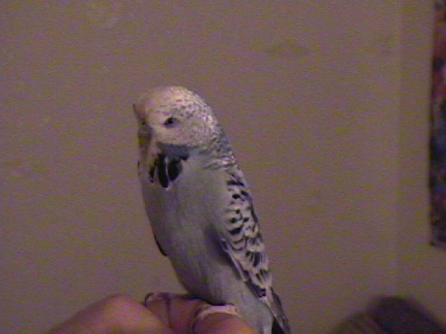 We found this budgie wandering outside in the rain!