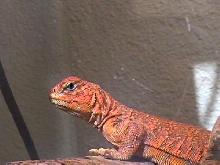Our Saharan Uromastyx - C.J.