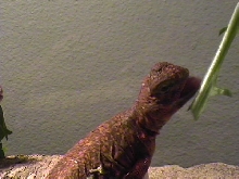 Uromastyx Geyri chomping on some Dandelion