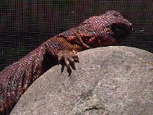 CJ enjoys hot afternoon sun