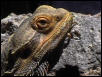 Cheech 4 yrs old R.I.P.