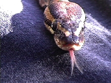 This is the Python I found in the garbage