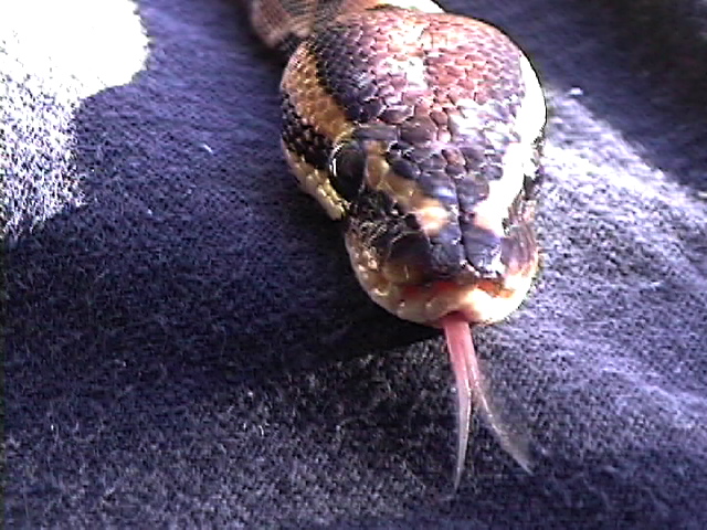 This is the Python I found in the garbage