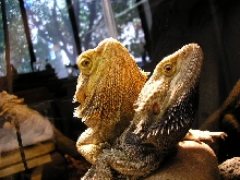 A very close couple of friends...