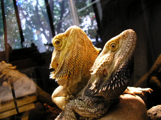 A very close couple of friends...