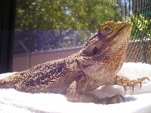Lucia Loves Natural Sunlight!