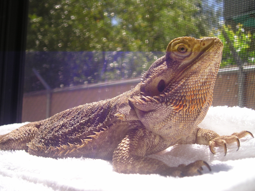 Lucia Loves Natural Sunlight!