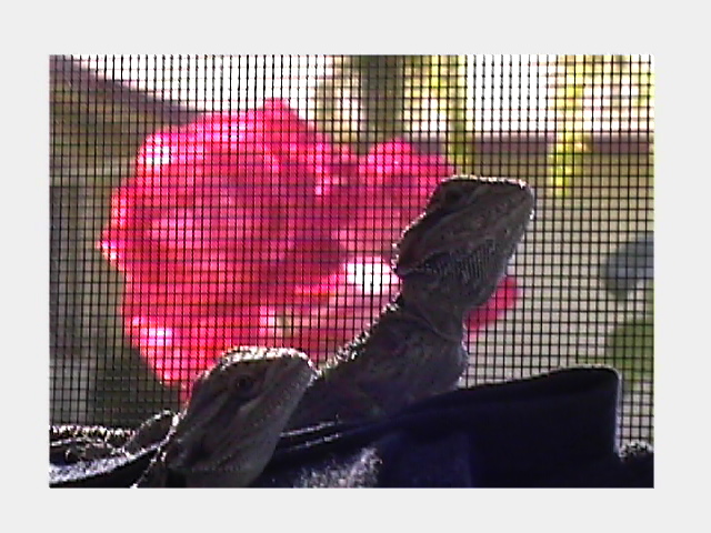 Dragon pair 8 wks old sitting on the window...