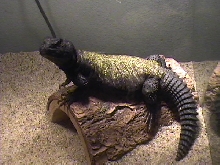 Large male Mali Uromastyx