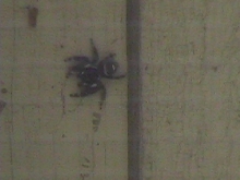 Phidippus audax on my fence