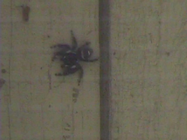 Phidippus audax on my fence