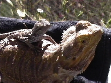 Senna & Lucia, friends in the Sun