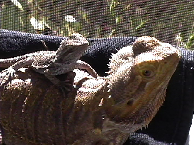 Senna & Lucia, friends in the Sun