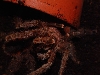 eq