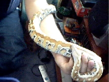 my blood python....
