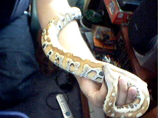 my blood python....