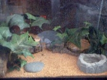 crocodile gecko