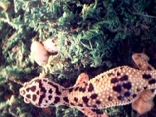 newly laid eggs.