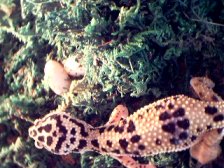 newly laid eggs.