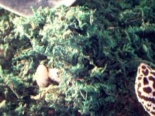 more eggs