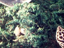 more eggs