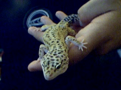 Male Leopard Gecko