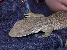 Tiamat Soakin' Up the Heat...