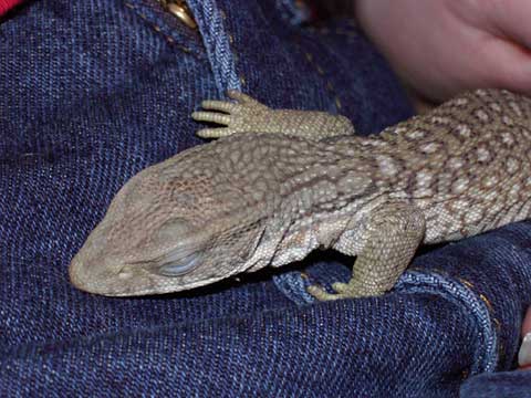 Tiamat Soakin' Up the Heat...