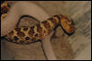 Copulating White Snake