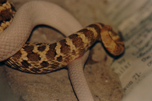 Copulating White Snake