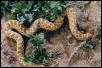 F1 Het for Leucistic Female W. Hognose