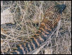 Banded Ringhals Back of Hood