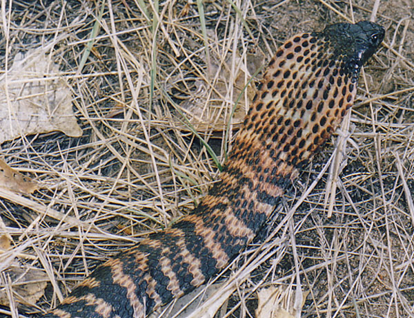 Banded Ringhals Back of Hood