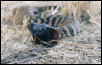Banded Ringhals Hooding