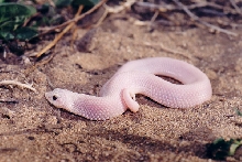 White Snake 1