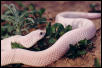 White Snake 2