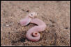 Leucistic W. Hognose #2 cb 2002