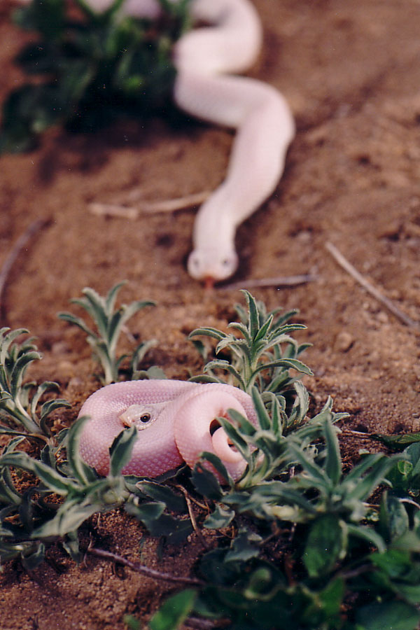 White Snake 3