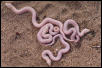Leucistic W. Hognose cb02